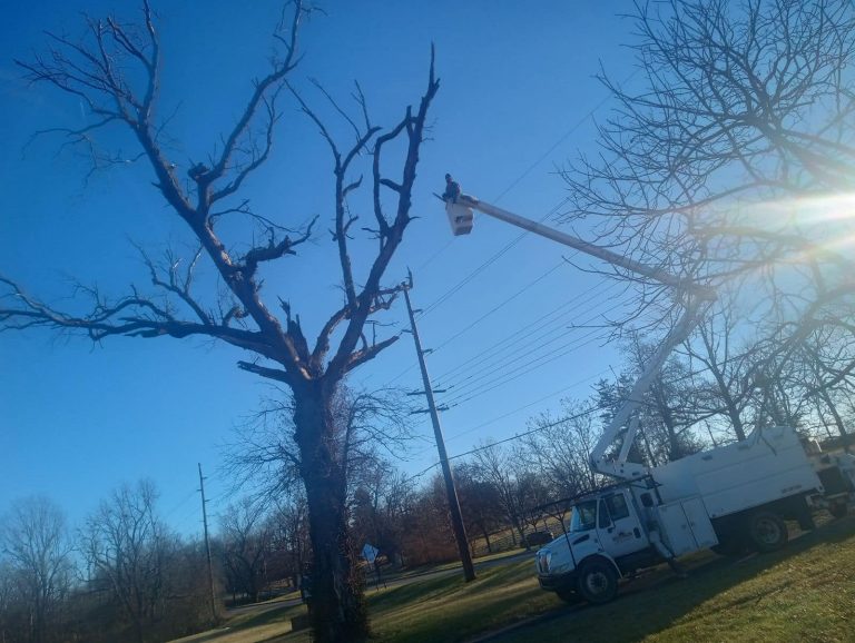 Tree service in Lexington Kentucky 768x578